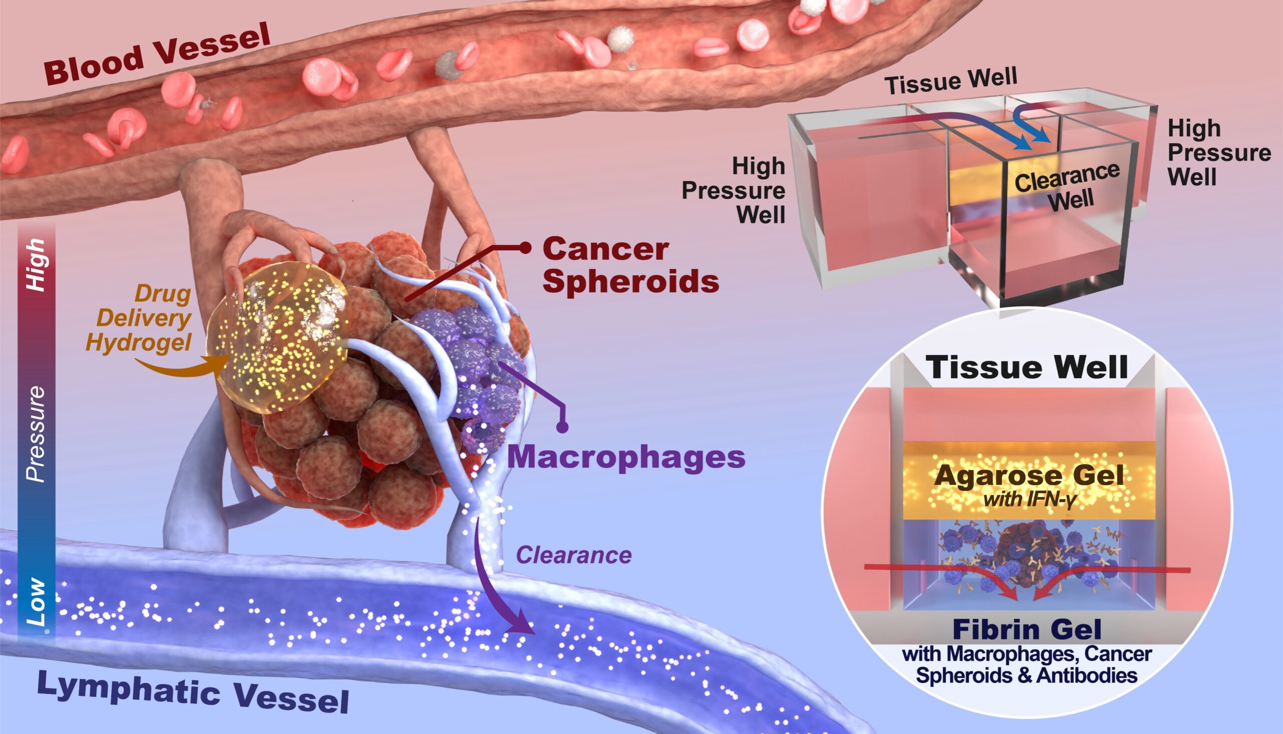 inforgraphic of a cancer spheroid